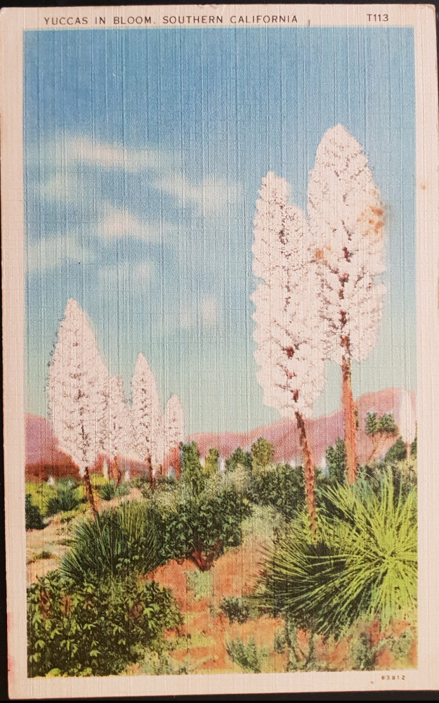 (image for) postcard USA - CA - California #0013